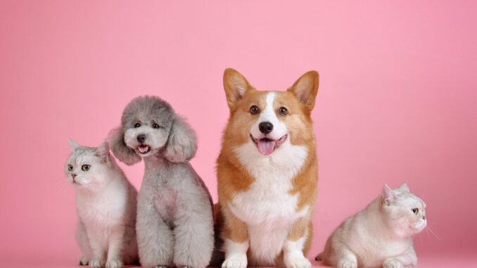 pets-3715733_1920